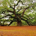 Angel Oak